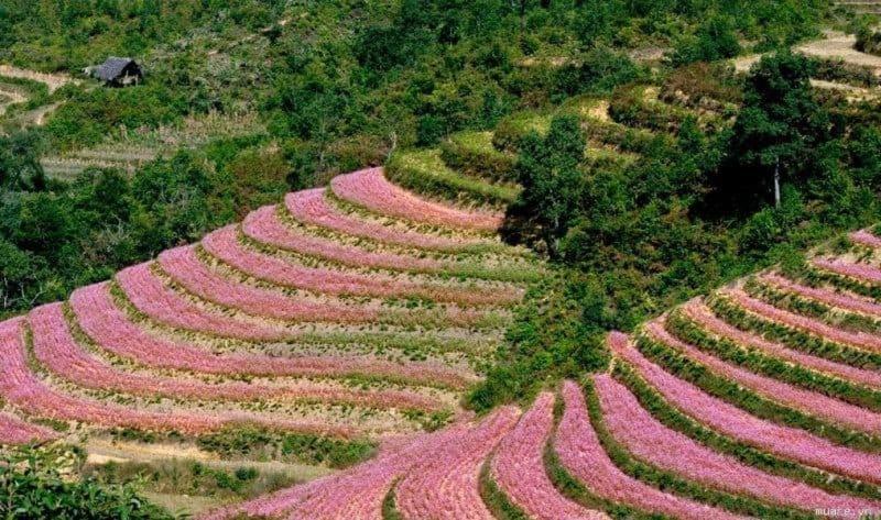 Nha Nghi T&T Dong Van (Ha Giang) Exterior foto